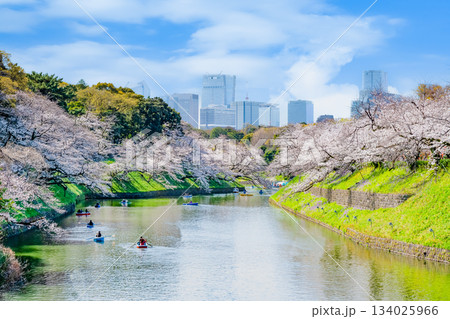 東京 桜満開の千鳥ヶ淵 東京 桜満開の千鳥ヶ淵 134025966