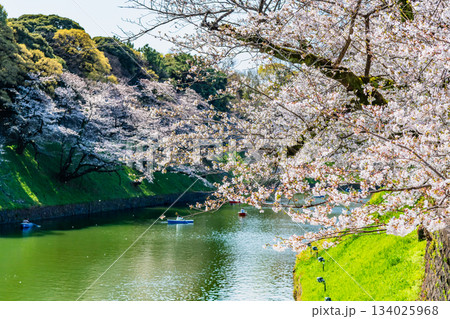 東京 桜満開の千鳥ヶ淵 東京 桜満開の千鳥ヶ淵 134025968