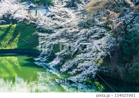 東京 桜満開の千鳥ヶ淵 134025981