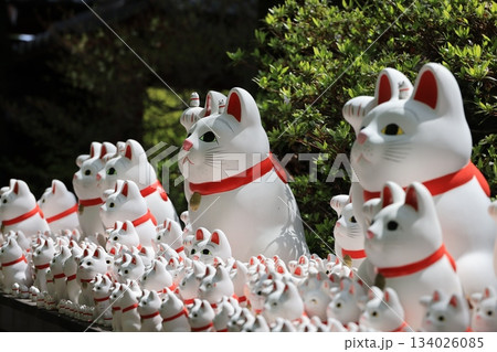 東京都世田谷区豪徳寺の沢山の招き猫 134026085
