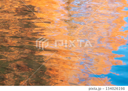 水面に映る紅葉メタセコイア 134026198