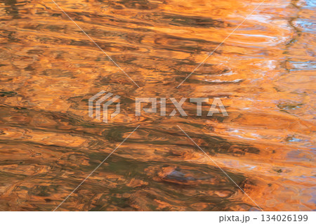 紅葉したメタセコイヤが映る透明な水面 134026199