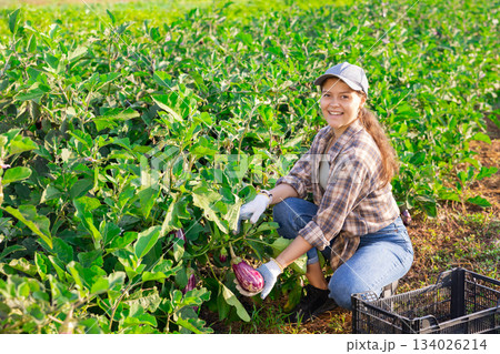 Young woman harvesting eggplants in field 134026214