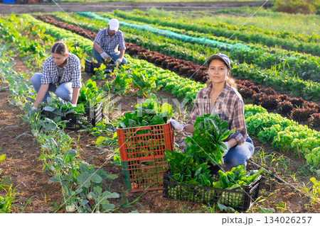 Woman collects crop of chard along with other workers on field 134026257
