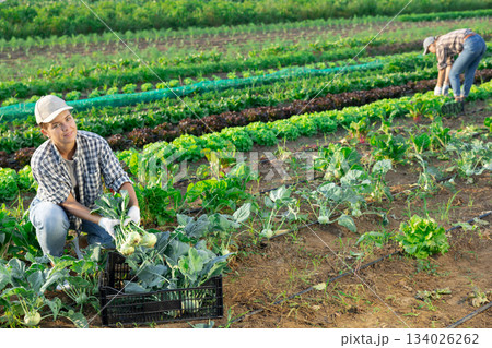 Young woman harvesting kohlrabi in field Young woman harvesting kohlrabi in field 134026262