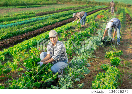 Female worker carries plastic box with harvest of chard 134026273