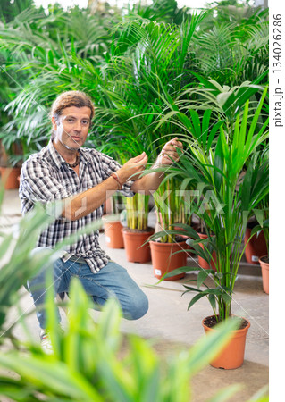 Man buyer view leaf of palm areca houseplant in store for amateur gardeners. 134026286