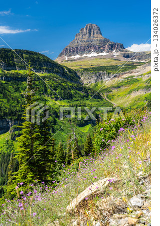 A vertical view of the iconic Clements Mountain in Glacier National Park, Montana. Purple wildflowers and pine trees are in the foreground under a clear blue sky. Represents alpine nature and travel A vertical view of the iconic Clements Mountain in Glacier National Park, Montana. Purple wildflowers and pine trees are in the foreground under a clear blue sky. Represents alpine nature and travel 134026372