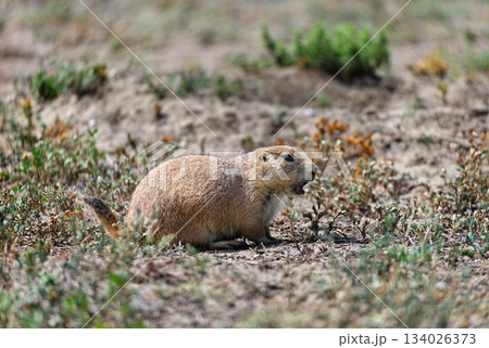 Close-up of Black-tailed Prairie Dog lying on the ground at Roberts Prairie Dog Town in Badlands National Park, South Dakota 134026373