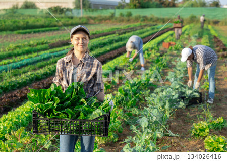 Woman collects crop of chard along with other workers on field 134026416