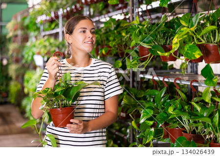 Girl see over pot with houseplant syngonium penjar arrow green in store for amateur gardeners. 134026439