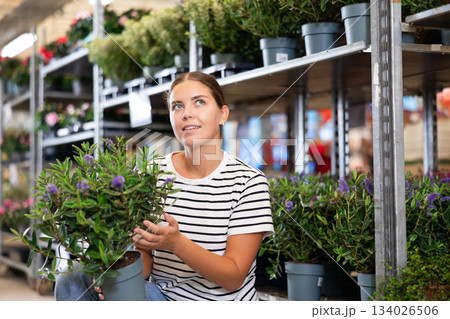 Girl customer-onlooker curiously examines showcase exhibition with indoor evergreens flowering hebe 134026506