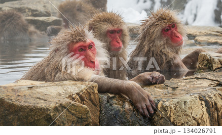 スノーモンキー（地獄谷野猿公苑） 134026791