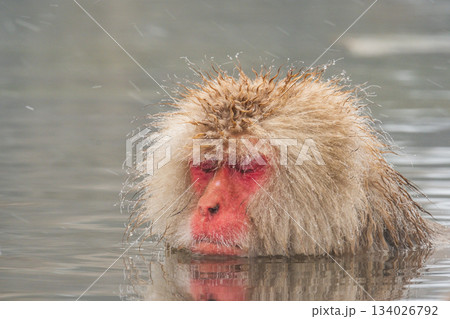 スノーモンキー（地獄谷野猿公苑） 134026792