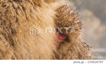 スノーモンキー（地獄谷野猿公苑） 134026797