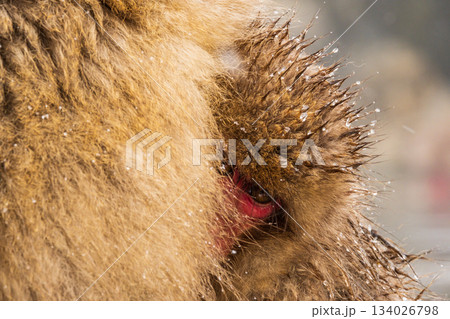 スノーモンキー（地獄谷野猿公苑） 134026798