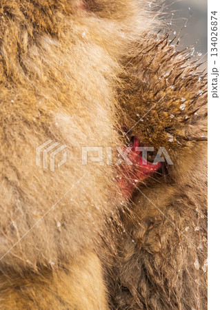 スノーモンキー（地獄谷野猿公苑） 134026874