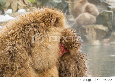 スノーモンキー（地獄谷野猿公苑） 134026882