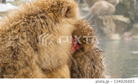 スノーモンキー（地獄谷野猿公苑） 134026883