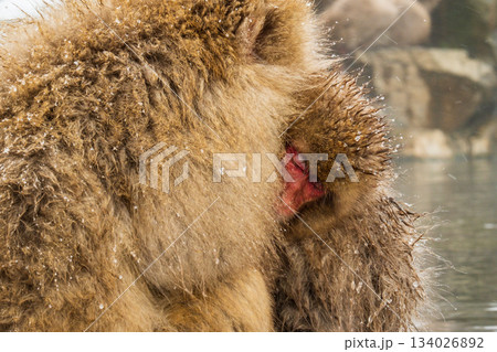 スノーモンキー（地獄谷野猿公苑） 134026892