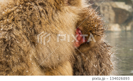 スノーモンキー（地獄谷野猿公苑） 134026893