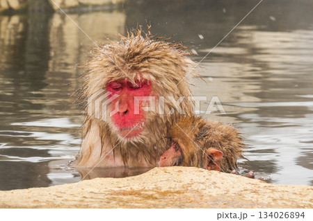 スノーモンキー（地獄谷野猿公苑） 134026894