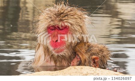 スノーモンキー（地獄谷野猿公苑） 134026897