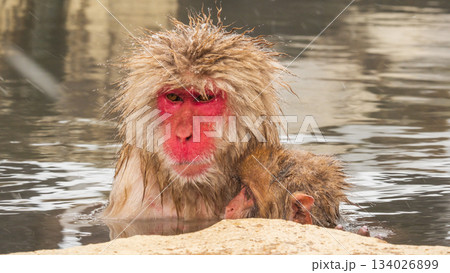 スノーモンキー(地獄谷野猿公苑) スノーモンキー(地獄谷野猿公苑) 134026899