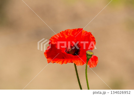 Close-up of a red poppy flower Close-up of a red poppy flower 134026952