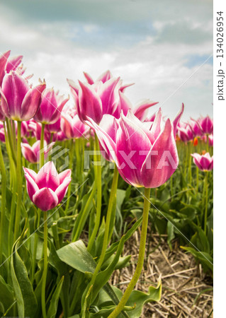 Bulb fields with tulips in Burgervlotbrug Bulb fields with tulips in Burgervlotbrug 134026954