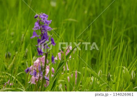 Close-up of a rittersporn flower Close-up of a rittersporn flower 134026961