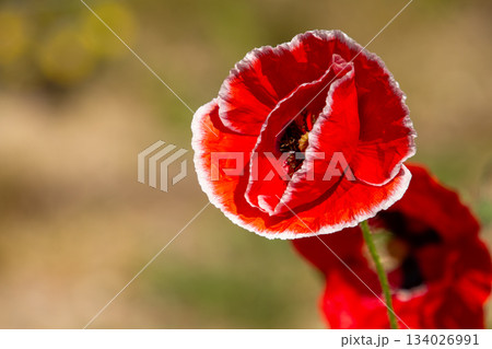 Close-up of a red poppy flower 134026991