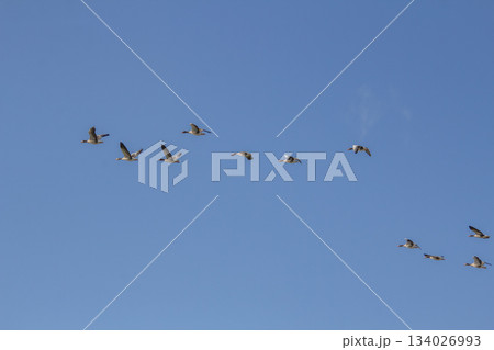 Flying geese migrating to warmer places Flying geese migrating to warmer places 134026993