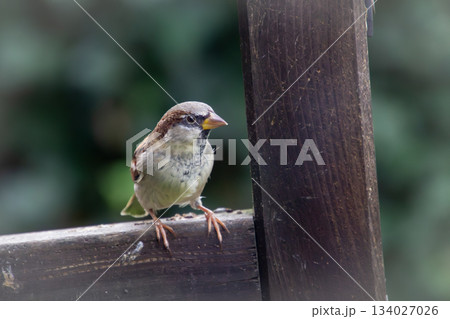 House sparrow taking a break House sparrow taking a break 134027026