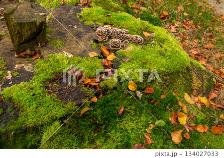 Mushrooms shaped like petals of roses 134027033
