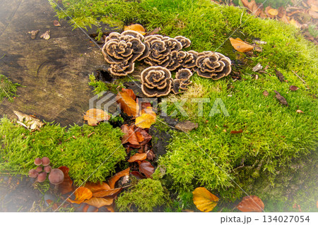 Mushrooms shaped like petals of roses 134027054