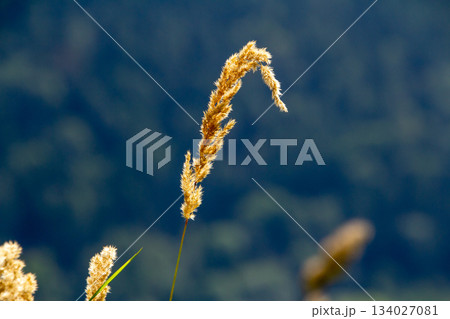 Cattail waving in the wind Cattail waving in the wind 134027081