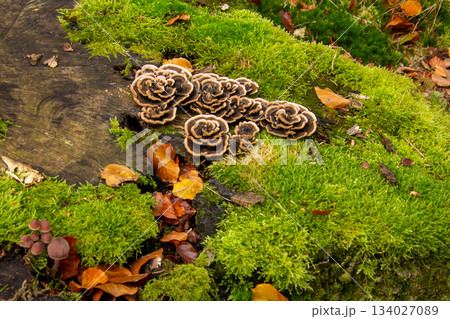 Mushrooms shaped like petals of roses 134027089