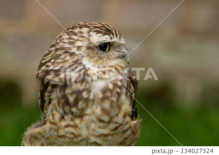 Little dwarf owl chick 134027324