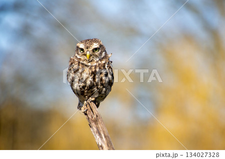 Little owl, looking at the camera Little owl, looking at the camera 134027328