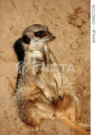 A meerkat sitting and watching 134027330