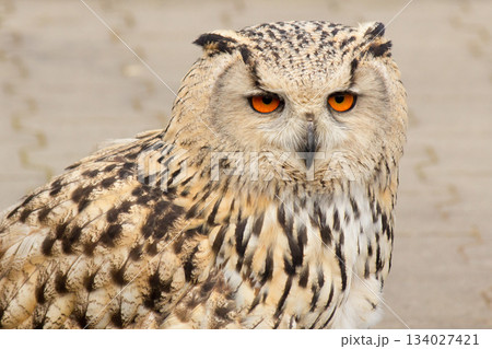 European oohoo European oohoo 134027421