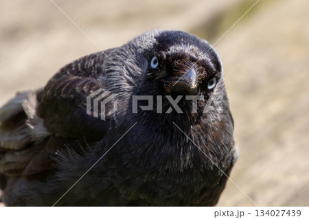 Black crow looking at the camera 134027439