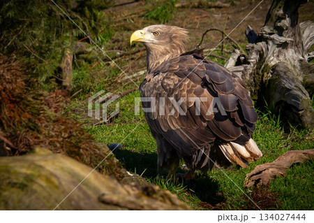 Confident and victorious white-tailed eagle. Confident and victorious white-tailed eagle. 134027444