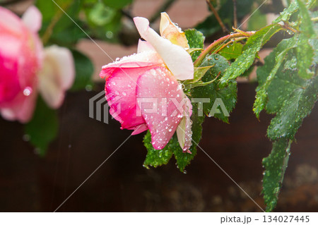 Raindrops on the roses in our garden Raindrops on the roses in our garden 134027445
