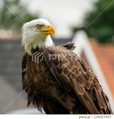 American bald eagle American bald eagle 134027447