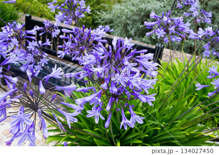 Purple violet lily flower 134027450