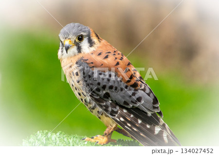 Having a conversation through eye-contact with a colorful falcon. 134027452