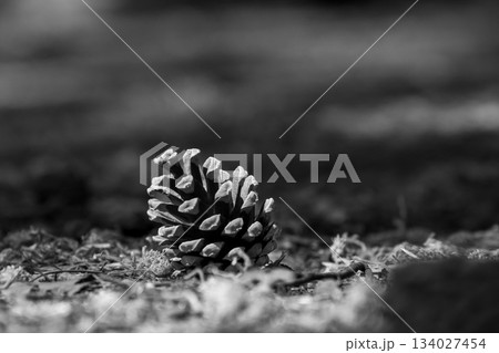 Black and white closeup from a pineapple 134027454