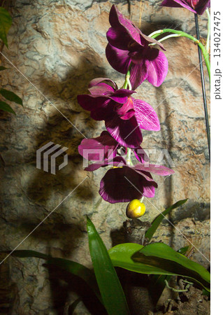 Flesh-eating plant 134027475
